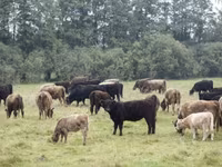 Toro, Vaca Galloway — foto 1