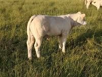 सांड, Charolais cattle — फ़ोटो 6