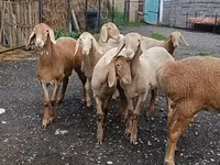 نعجة, Arashan sheep — الصورة 1