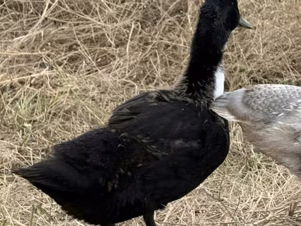 Утки