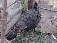 Turkeys — الصورة 5