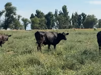 Kuh, Aberdeen-Angus — Foto 3