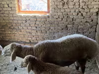 Carnero, Arashan sheep — foto 3