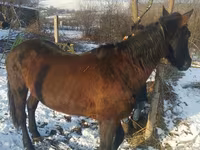 母马, Horses — 照片 2