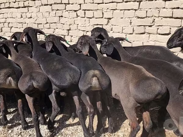 घोड़ा, घोड़े