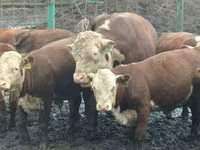 Toro, Raza Jersey — foto 6