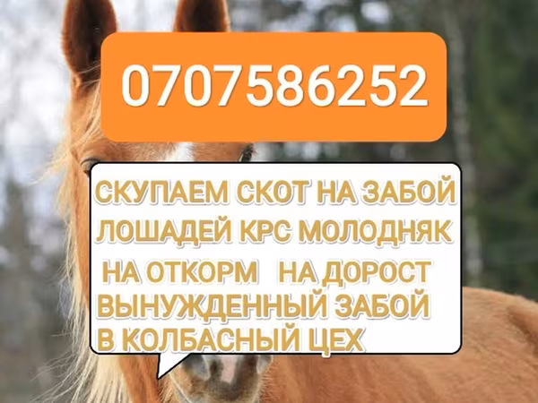 Бык, Коровы — Кыргызстан