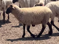 Widder, Hampshire sheep — Foto 3
