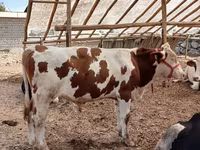 Bulle, Simmental cattle — Foto 3