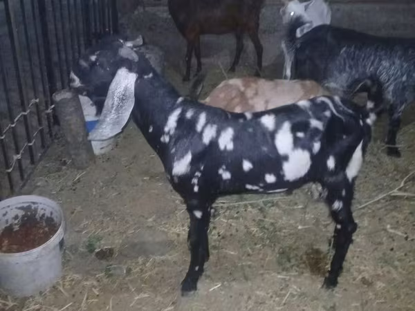 Ziegenbock, Beetal goats