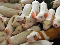 Eber, Schweine — Foto 6