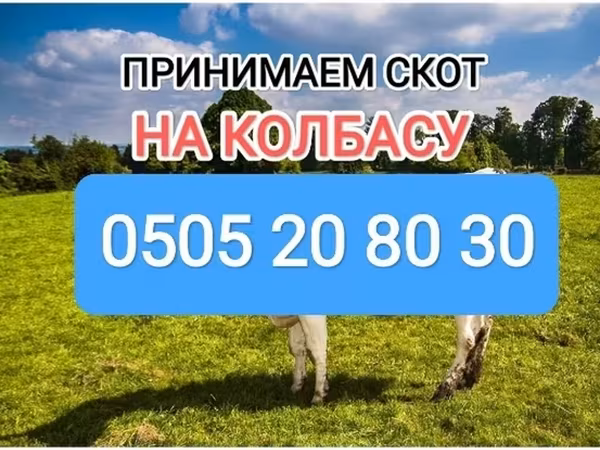 Бык, Коровы