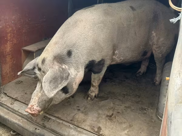 母猪, Pigs