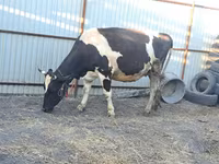 Kuh, Holstein-Rasse — Foto 5