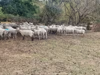Schaf, Baerchuke sheep — Foto 3