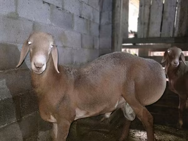 كبش, Arashan sheep