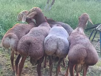 كبش, الأغنام — الصورة 5