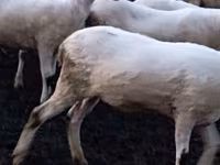 نعجة, Tsigai sheep — الصورة 3
