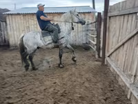 Stute, Horse breed — Foto 6