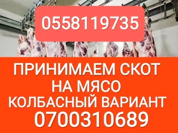 Бык, Коровы
