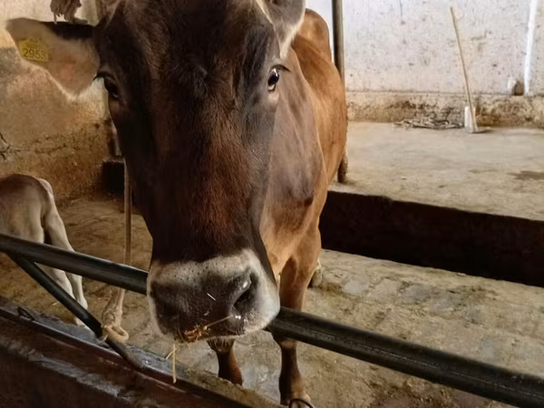 Vaca, Swiss cattle — Kirguistán
