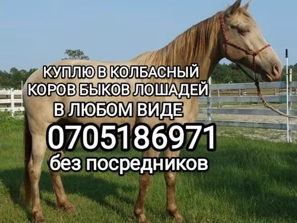 Конь, Лошади