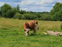 Vaca, Simmental cattle — foto 7