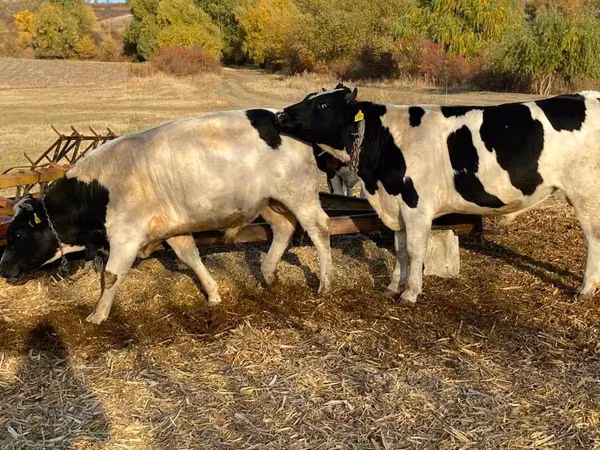 Bulle, Holstein-Rasse