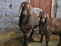 Schaf, Arashan sheep — Foto 2