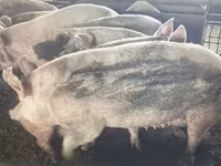Säue, Schweine — Foto 1