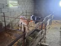 Vaca, Raza Holstein — foto 1