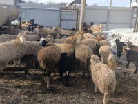 Oveja, Romanov sheep — foto 1