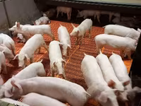 Säue, Schweine — Foto 2
