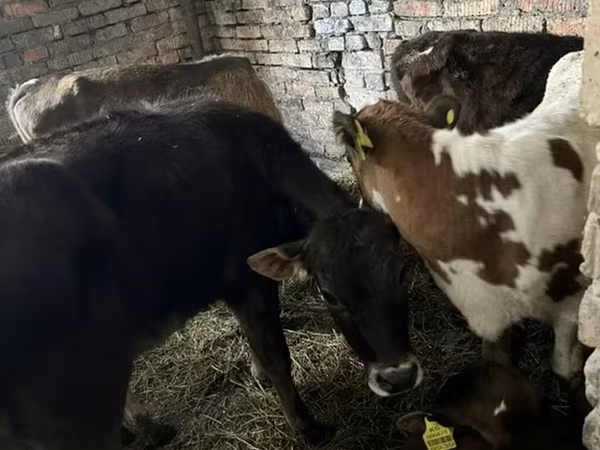 Бык, Коровы