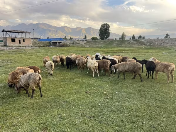 Oveja, Merino sheep — Kirguistán