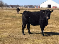 Toro, Raza Holstein — foto 7