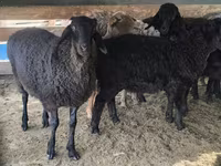 Carnero, Hissar sheep — foto 3