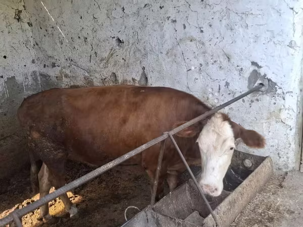 Bulle, Simmental cattle — Usbekistan
