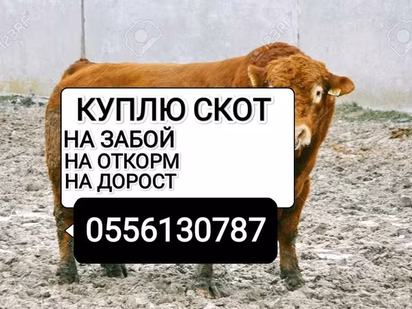 Бык, Коровы