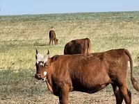 بقرة, Simmental cattle — الصورة 8