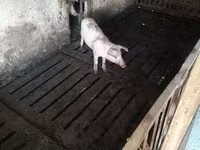 Свиноматка, Дюрок — фото 3