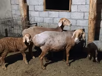 Oveja, Ovejas — foto 2