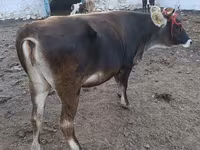 Toro, Raza Alatau — foto 6