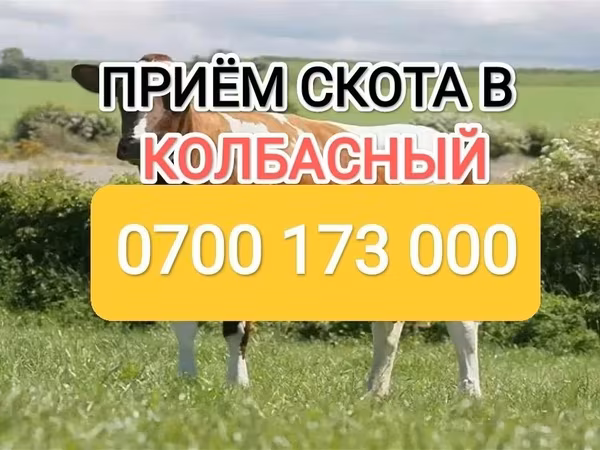 Бык, Коровы