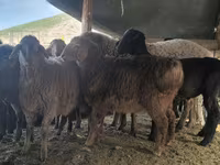 Carnero, Hissar sheep — foto 6