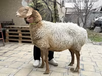 Schaf, Awassi sheep — Foto 1