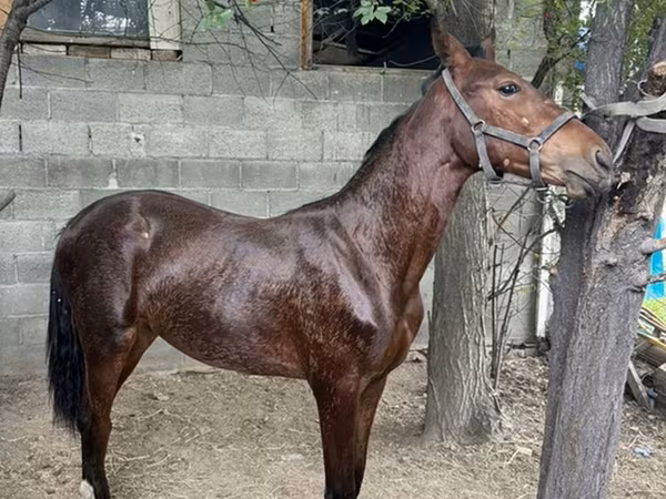 Hengst, Anglo-Arabian