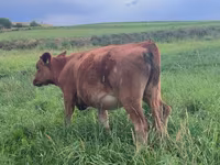 Vaca, Ganado vacuno — foto 7