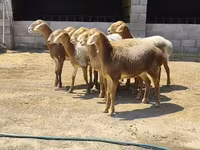نعجة, Arashan sheep — الصورة 1