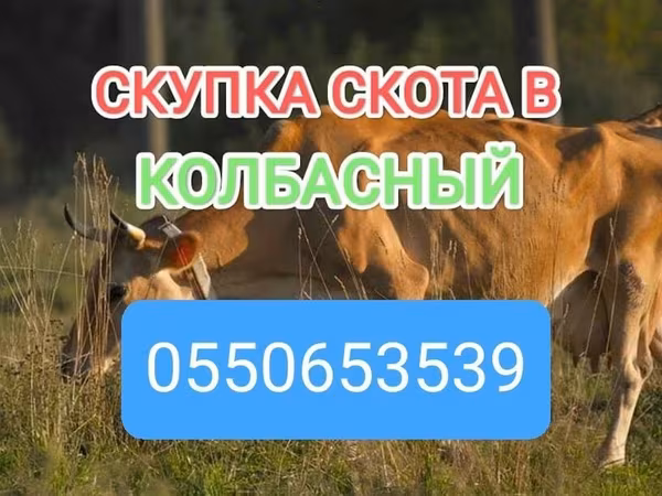 Бык, Коровы
